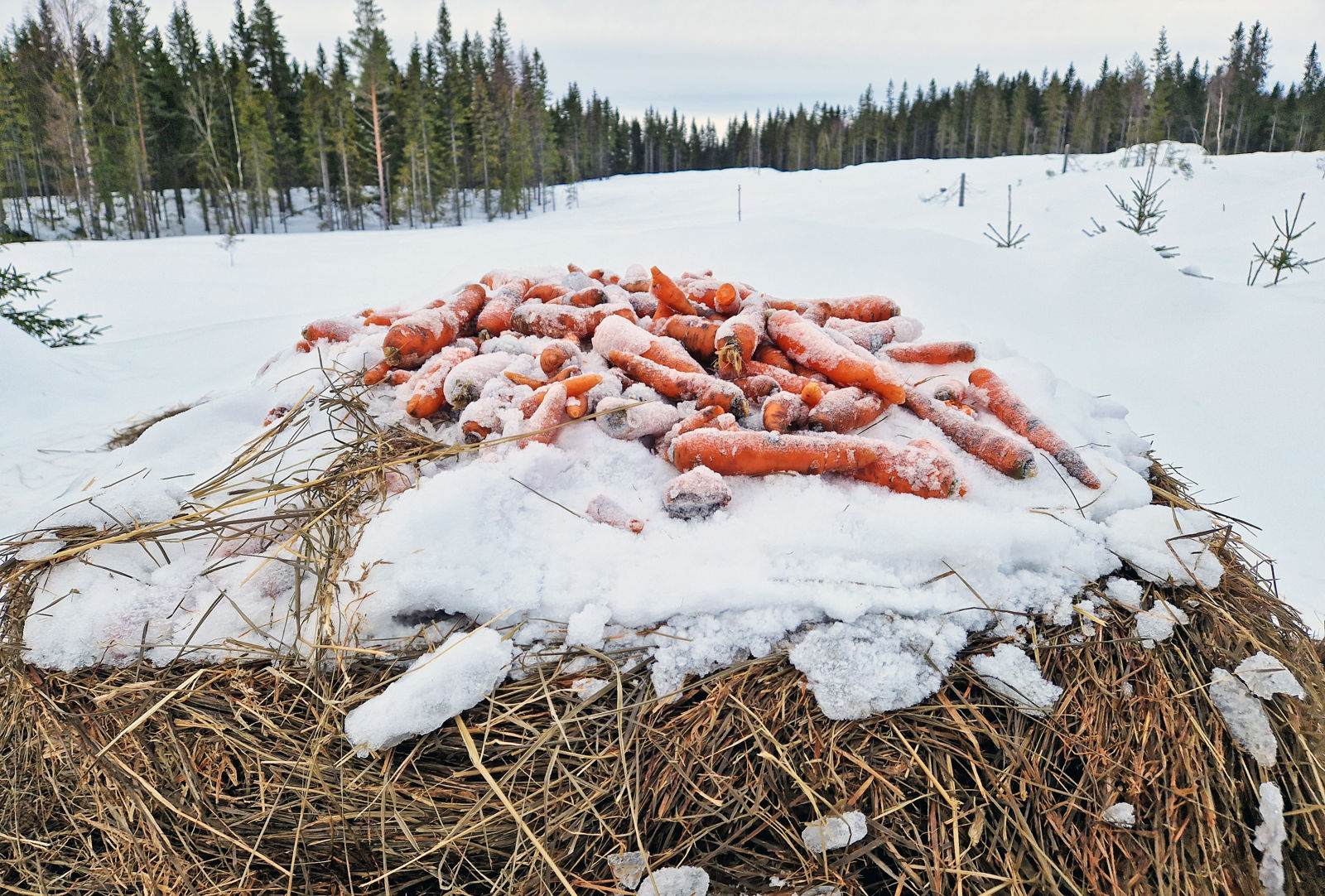 Gulerøtter som ligger på toppen av en høyball ute i et snødekket skogområde.